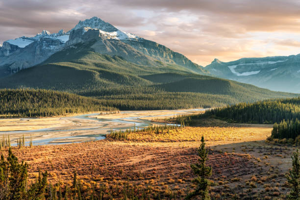 サスカチュワン川秋黄金時氷河パークウェイの交差 - jasper national park ストックフォトと画像