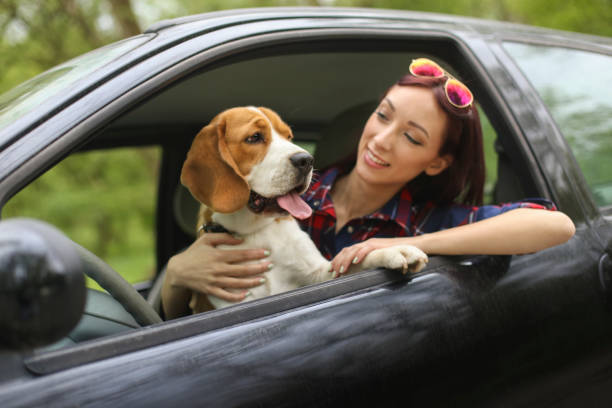 istock Woman with her Beagle dog in a car 1008501322