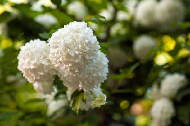 istock Snowball tree (Viburnum opulus) blooming in the garden. 1008504398