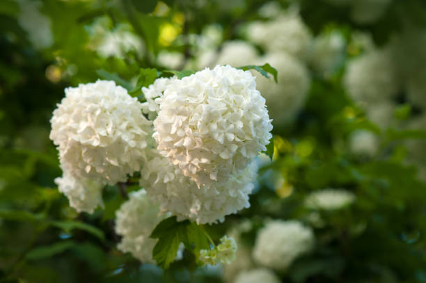 istock Snowball tree (Viburnum opulus) blooming in the garden. 1008504496