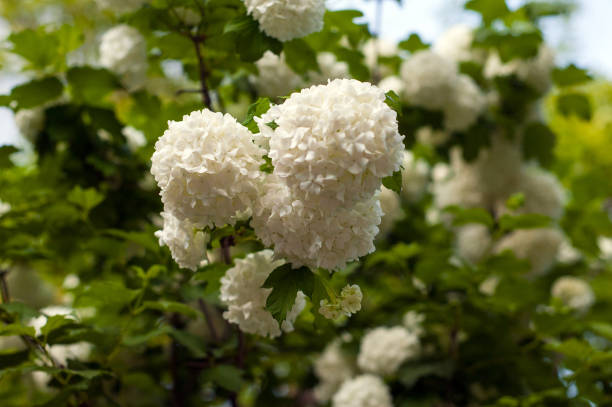 istock Snowball tree (Viburnum opulus) blooming in the garden. 1008504614