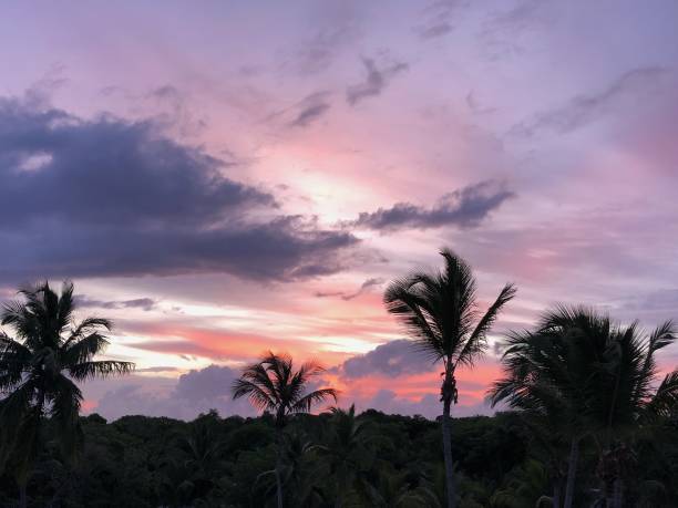 тропический восход солнца с силуэтными пальмами - jori стоковые фото и изображения