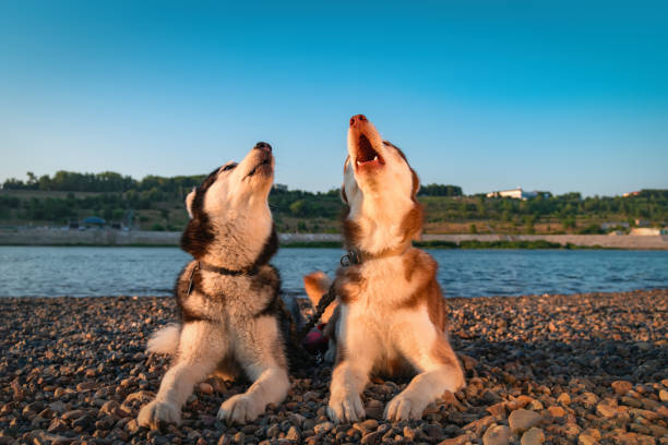 Two Siberian Husky dogs howling.