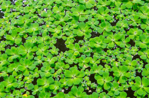 istock Full Frame Shot Of Leaves On Field 1008524912