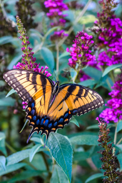 istock Eastern Tiger Swallowtail Butterfly 1008532562