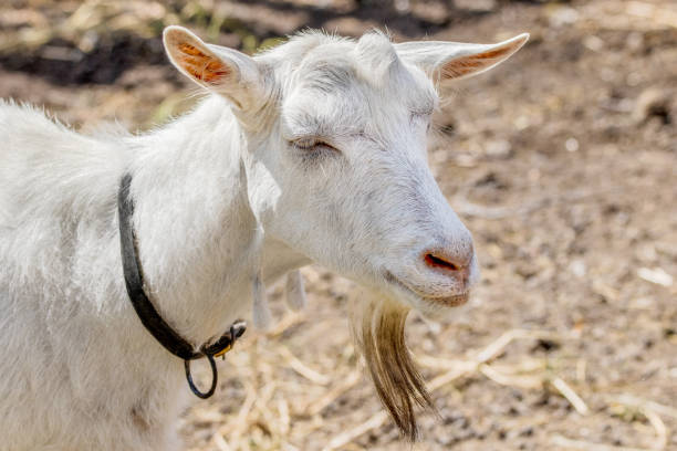 istock pet a white goat without horns