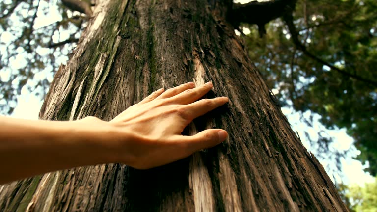 Hand touching a tree trunk in the forest