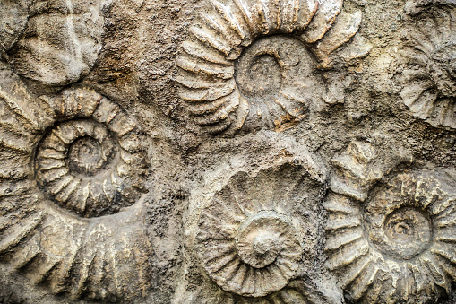 Nautilus fossil remains in stone.