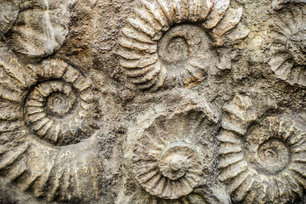 Nautilus fossil Nautilus fossil remains in stone. extinct stock pictures, royalty-free photos & images