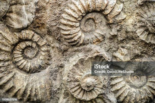 Nautilus Fossil Stock Photo - Download Image Now - Fossil, Extinct, Animal Shell