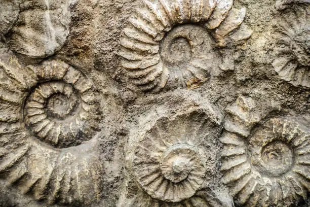 Photo of Nautilus fossil