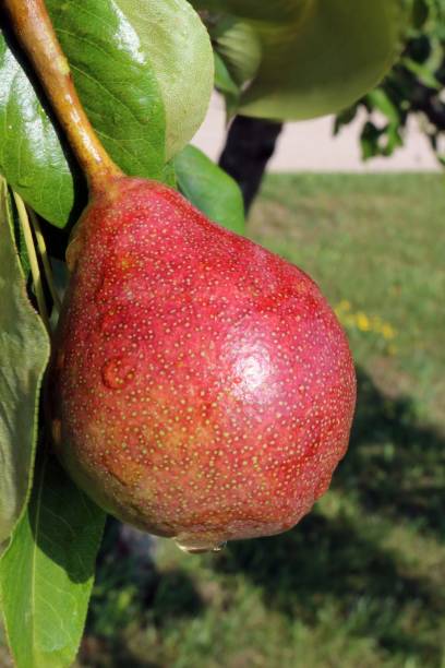 istock Close up of Bartlett or Williams Pear 1008550888