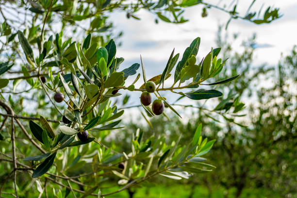 Olive tree near Salò (Brescia, Lombardy, Italy). stock photo