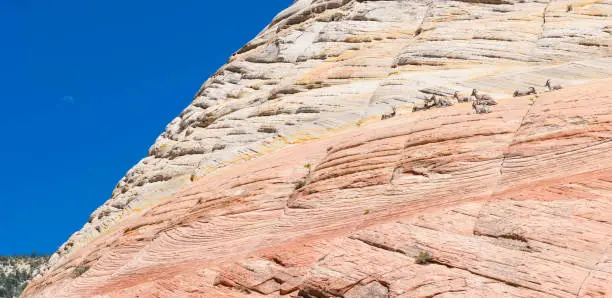 A family of bighorn sheep rests on a cliff in Utah.