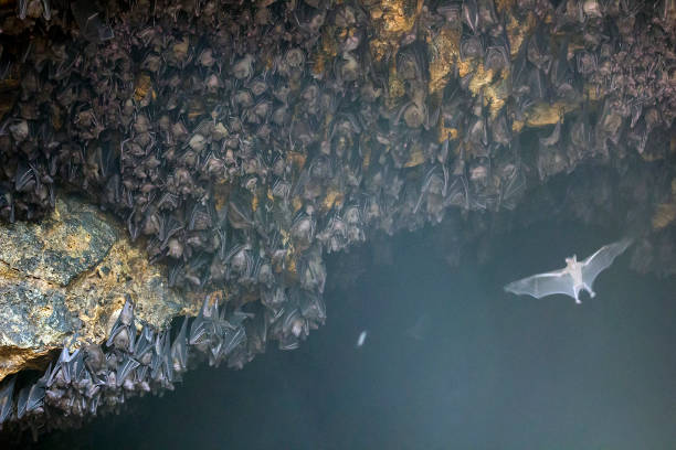 beaucoup de chauves-souris dans la grotte temple de pura goa lawah à bali, flou - pura goa lawah photos et images de collection