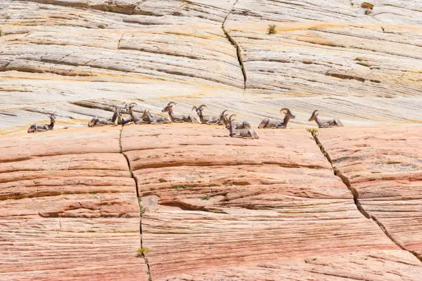 A family of bighorn sheep rests on a cliff in Utah.