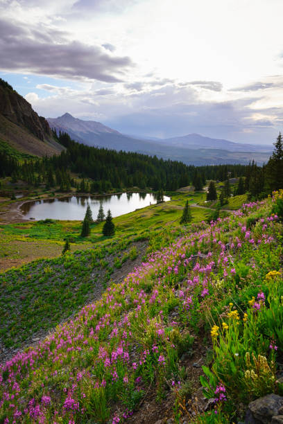 istock Alta Lakes Summer Wildflowers Telluride 1008573106