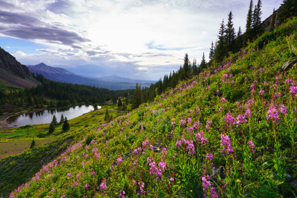 istock Alta Lakes Summer Wildflowers Telluride 1008573718