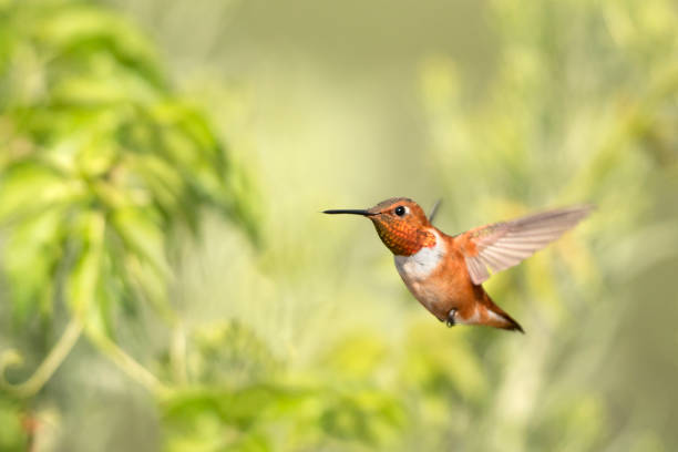istock Rufous hummingbird flying hovering Chatfield State Park Littleton Colorado 1008573770