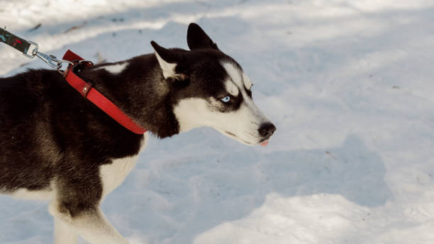 istock Closeup portrait of grumpy Siberian husky dog 1008592312