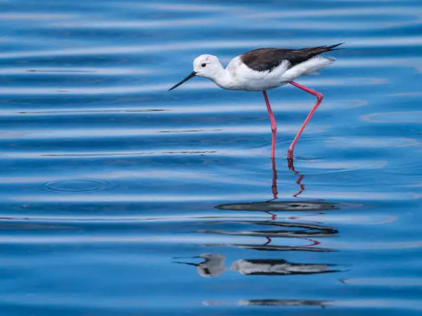 Black-winged stilt water blue background in the nature