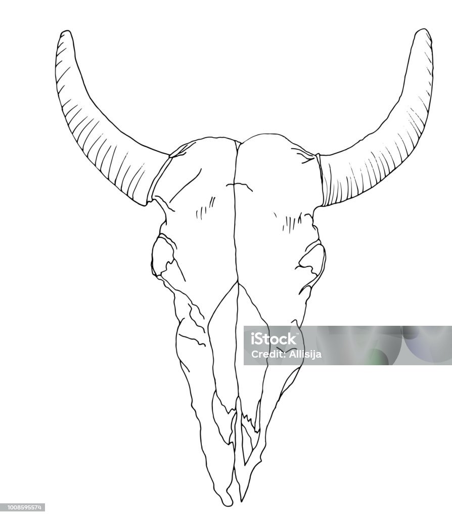 Isolated drawing of the cows skull deaths head Skull of a cow with horns of a dice line, doodle sketches of a black contour on a white background Cow stock vector