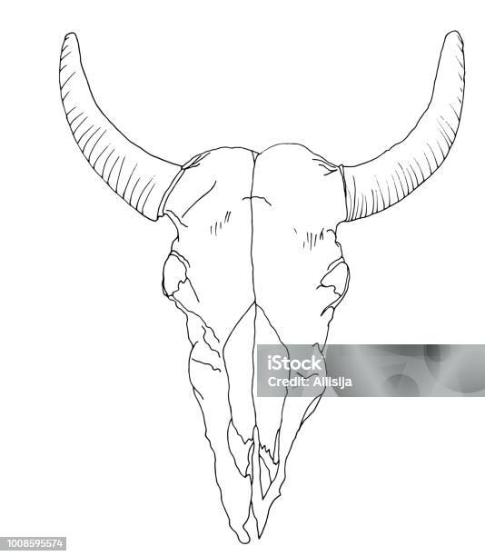 Isolated Drawing Of The Cows Skull Deaths Head Stock Illustration - Download Image Now - Cow, Line Art, Skull
