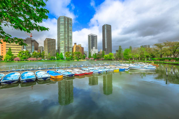 Ueno Park Tokyo Pedal boats and Tokyo skyscrapers reflecting on Shinobazu Pond in Ueno Park, a public park next to Ueno Station in central Tokyo. Ueno Park is considered the best in Tokyo for cherry blossoms. shinobazu pond stock pictures, royalty-free photos & images