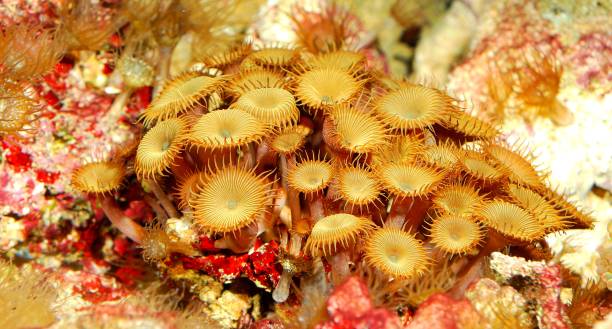 istock Sea anemones  in marine aquarium 1008600266