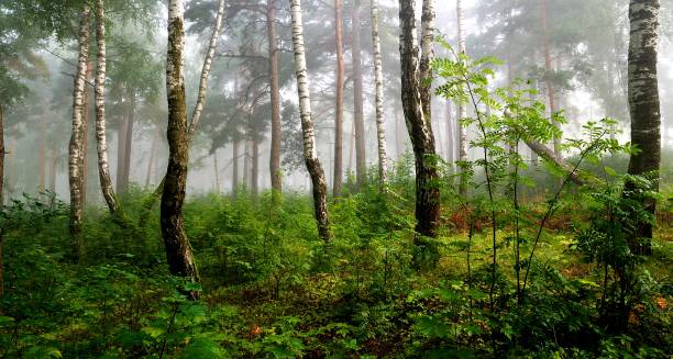 istock a north forest in fog. Latvia 1008600304