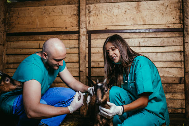 istock Veterinarians with baby goat 1008617632