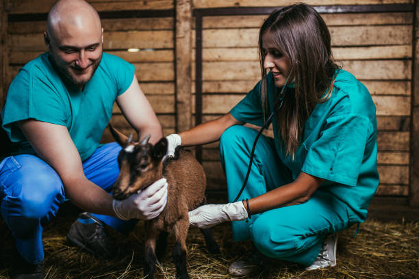 istock Veterinarians with baby goat 1008620310
