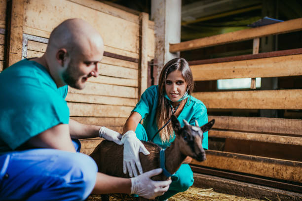 istock Veterinarians with baby goat 1008620342