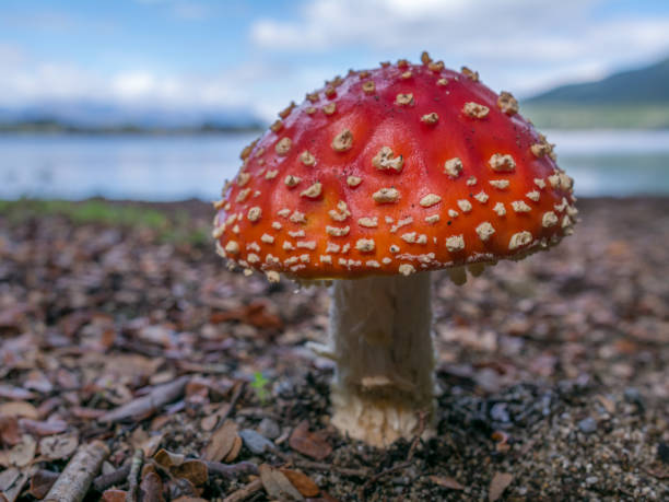 istock Amanita muscaria - mushroom 1008620468
