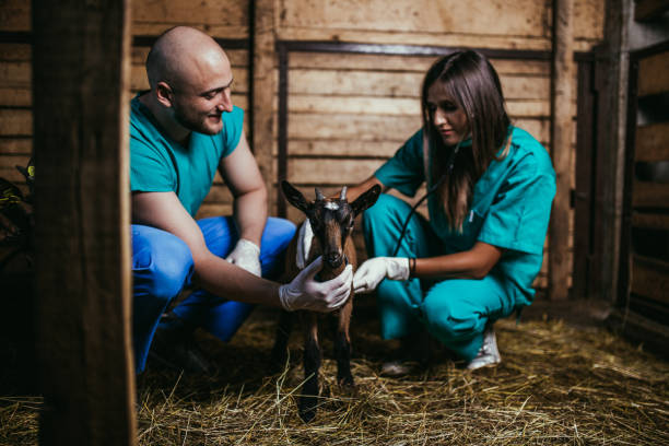 istock Veterinarians with baby goat 1008620506