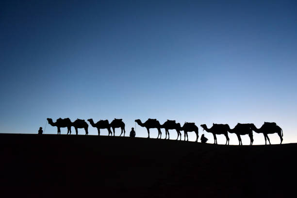 istock Camel caravan in Sahara Desert, Moroccan, Afrika. 1008620904