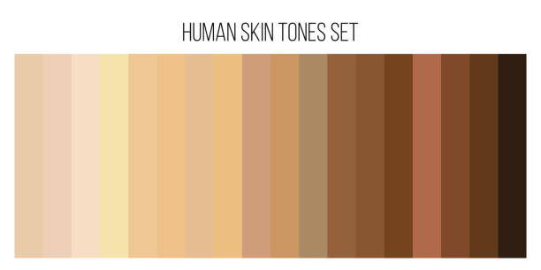 Creative vector illustration of human skin tone color palette set isolated on transparent background. Art design. Abstract concept person face, body complexion graphic element for cosmetics Creative vector illustration of human skin tone color palette set isolated on transparent background. Art design. Abstract concept person face, body complexion graphic element for cosmetics. toned image stock illustrations