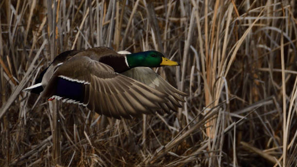 istock Wild Birds of Idaho 1008628346