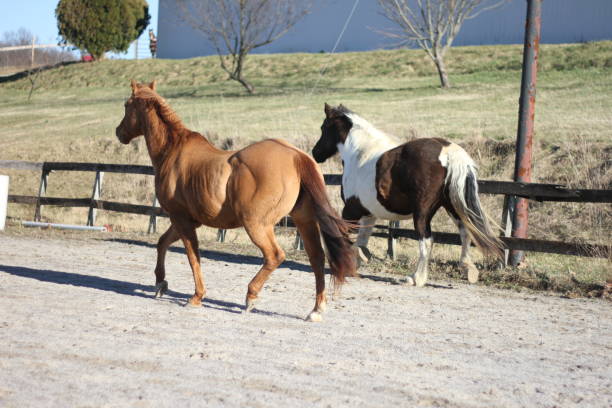 istock Horses on a Farm 1008628684