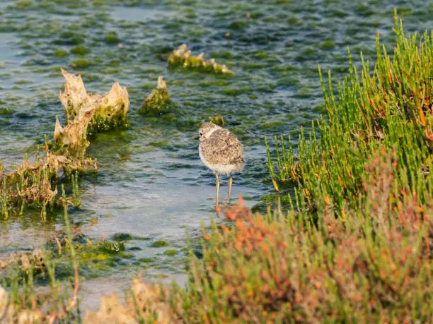 Kentish plover chick in the water, Portugal