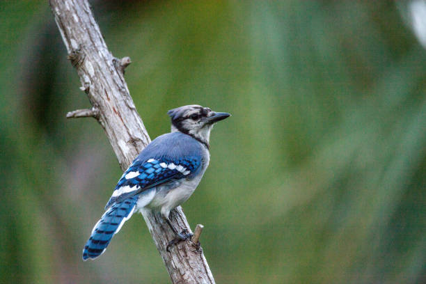 istock Blue jay bird Cyanocitta cristata 1008639050