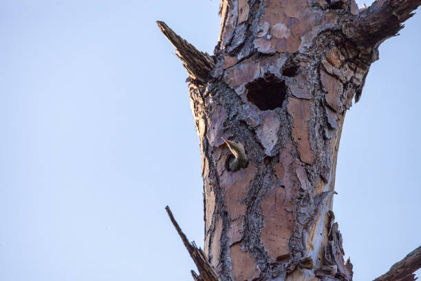 istock Red-bellied woodpecker Melanerpes carolinus chick 1008641132