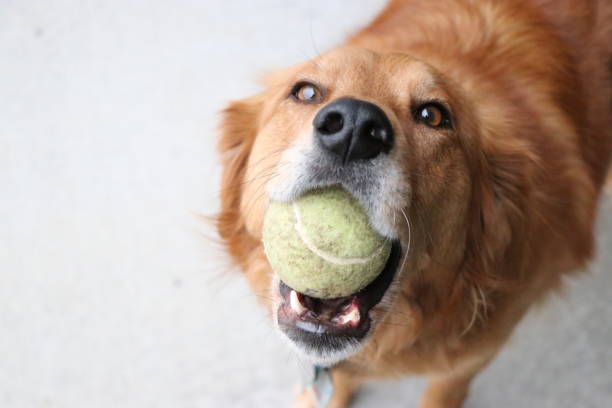 istock Portrait of a Labrador 1008646182
