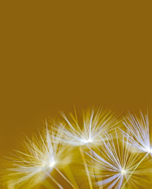 istock Dandelion bloom seeds  with large gold copy space 1008650532