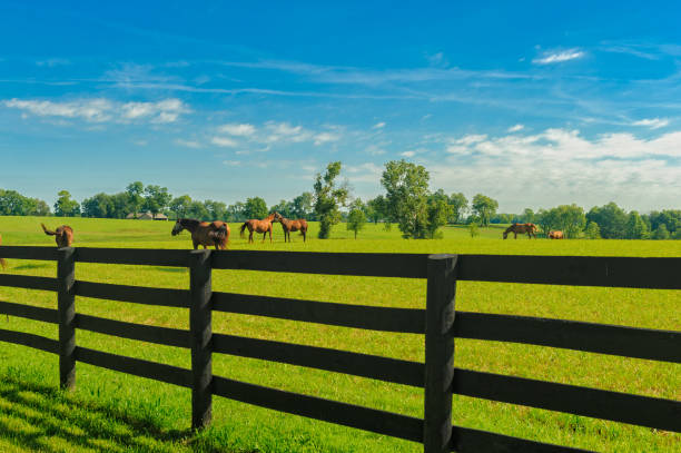 istock Horse Country 1008662522