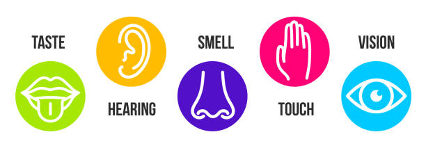 Creative vector illustration line icon set of five human senses. Vision, hearing, smell, touch, taste isolated on transparent background. Art design nose, eye, hand, ear, mouth with tongue element Creative vector illustration line icon set of five human senses. Vision, hearing, smell, touch, taste isolated on transparent background. Art design nose, eye, hand, ear, mouth with tongue element. visual sense stock illustrations