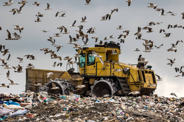 istock Bulldozer mobbed by birds seeking food 1008675460