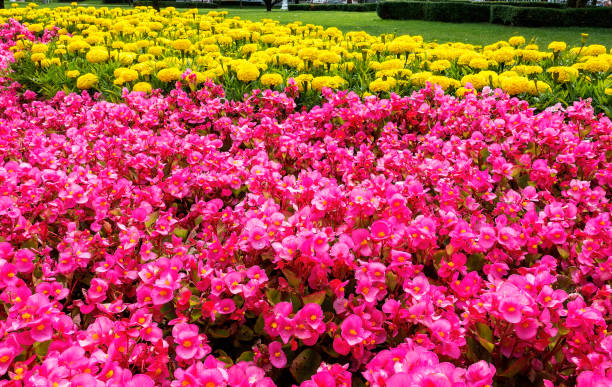 istock Flowerbed in public park 1008681598