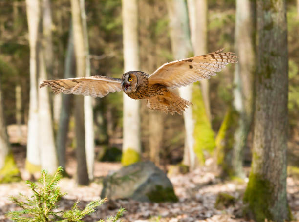 istock Portrait of flying long-eared owl - Asio otus 1008693288