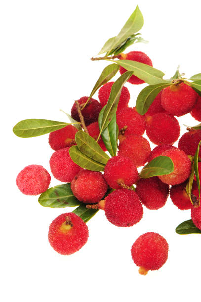 istock Wax berry or bayberry with leaves isolated on white 1008707544